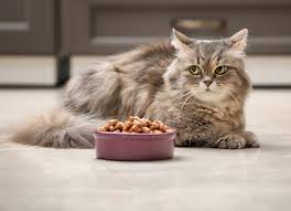 Cat Food