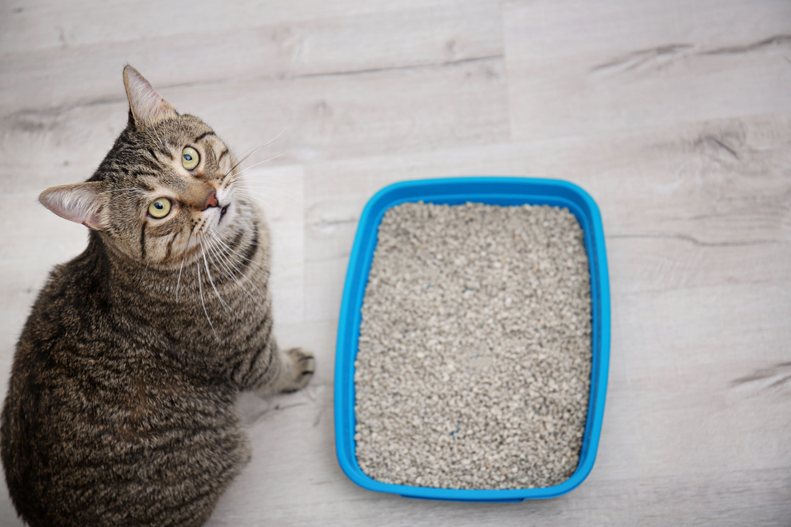 Cat Litter
