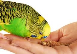 Bird Food