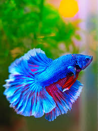 Fish Food