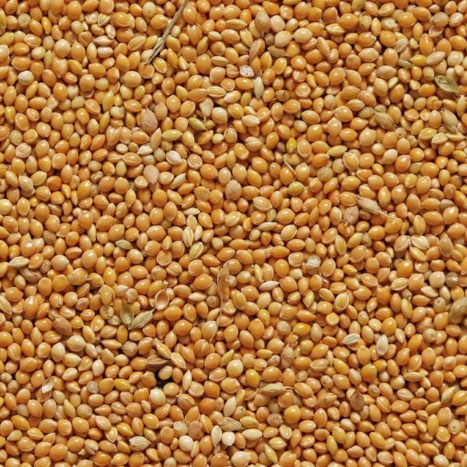 Yellow Millet